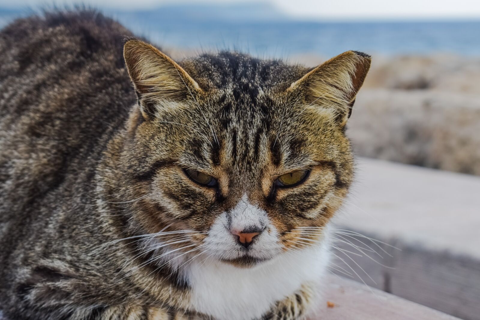 Nikon D3300 sample photo. Cat, stray, animal photography