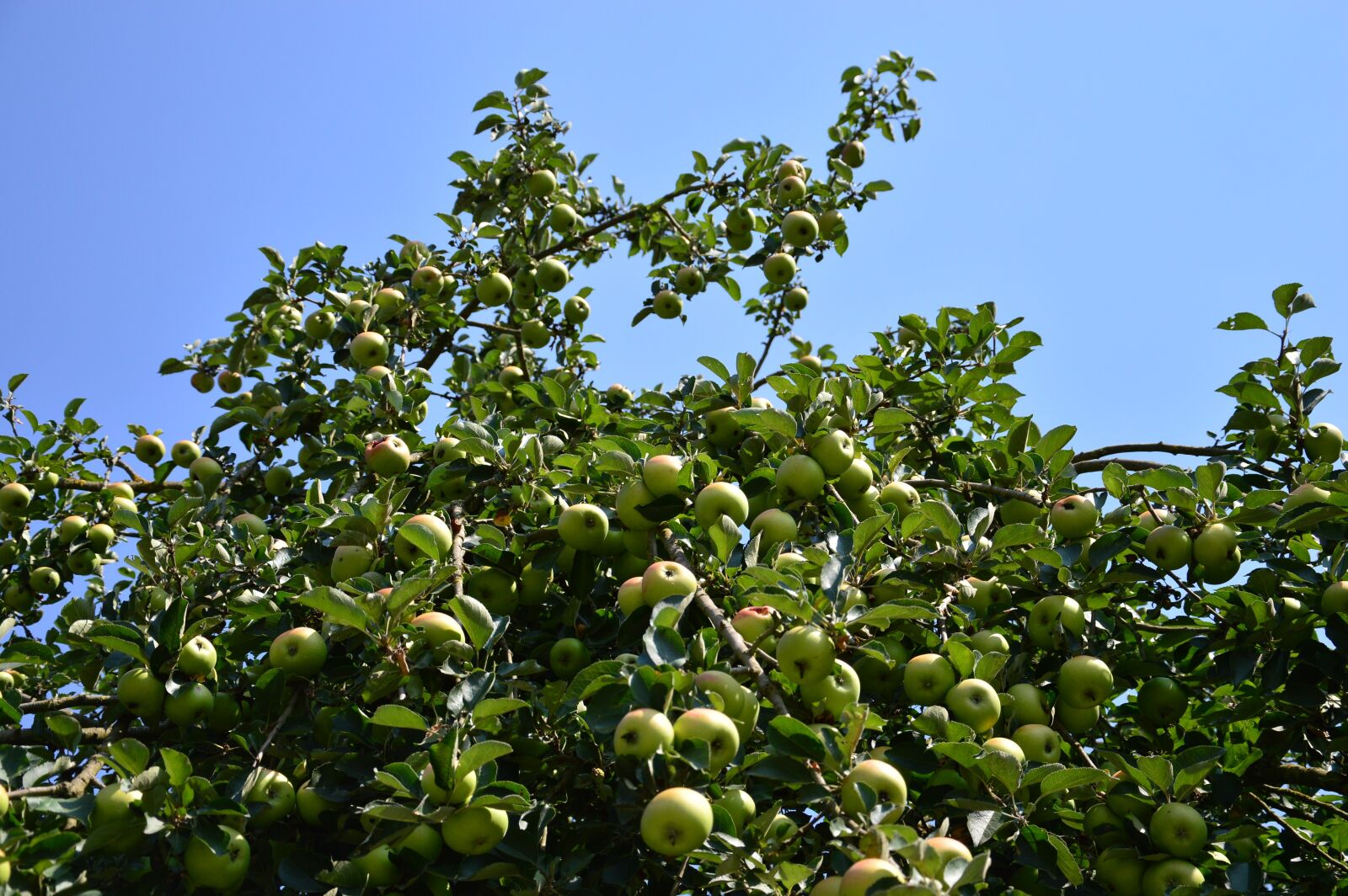 Nikon D3200 sample photo. Apple tree, apple, fruit photography