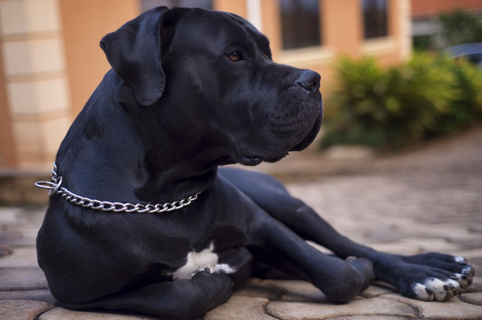 Nikon D4S sample photo. Portrait, dog, cute photography