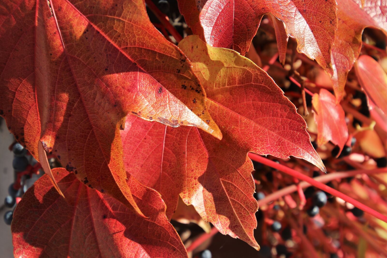 Canon EOS 80D sample photo. Collapse, red, autumn photography