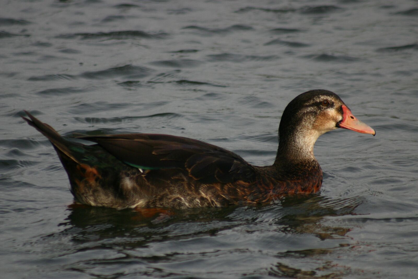 Canon EOS 300D (EOS Digital Rebel / EOS Kiss Digital) sample photo. Nature, duck, swim photography