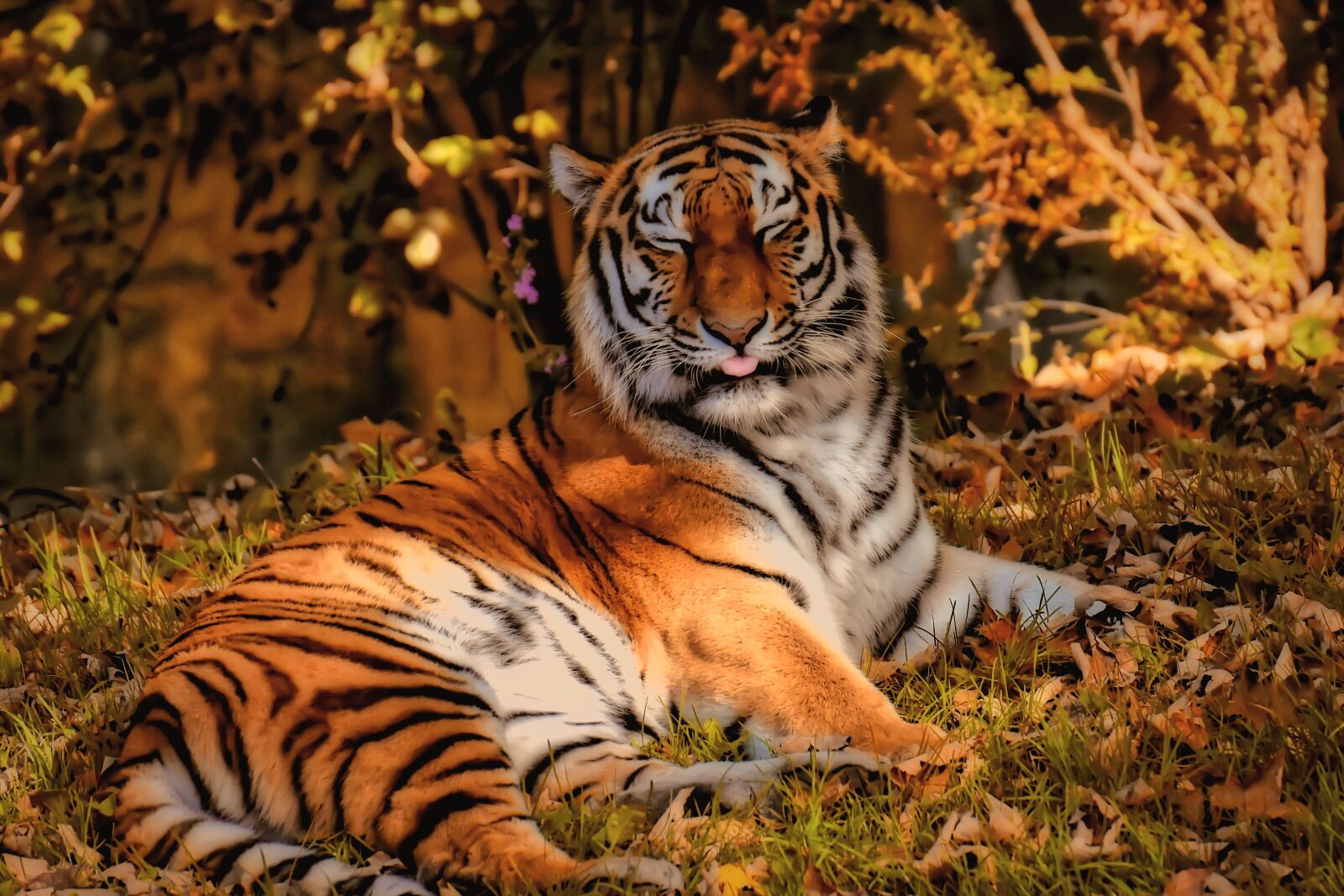Nikon D7200 sample photo. Tiger, predator, fur photography
