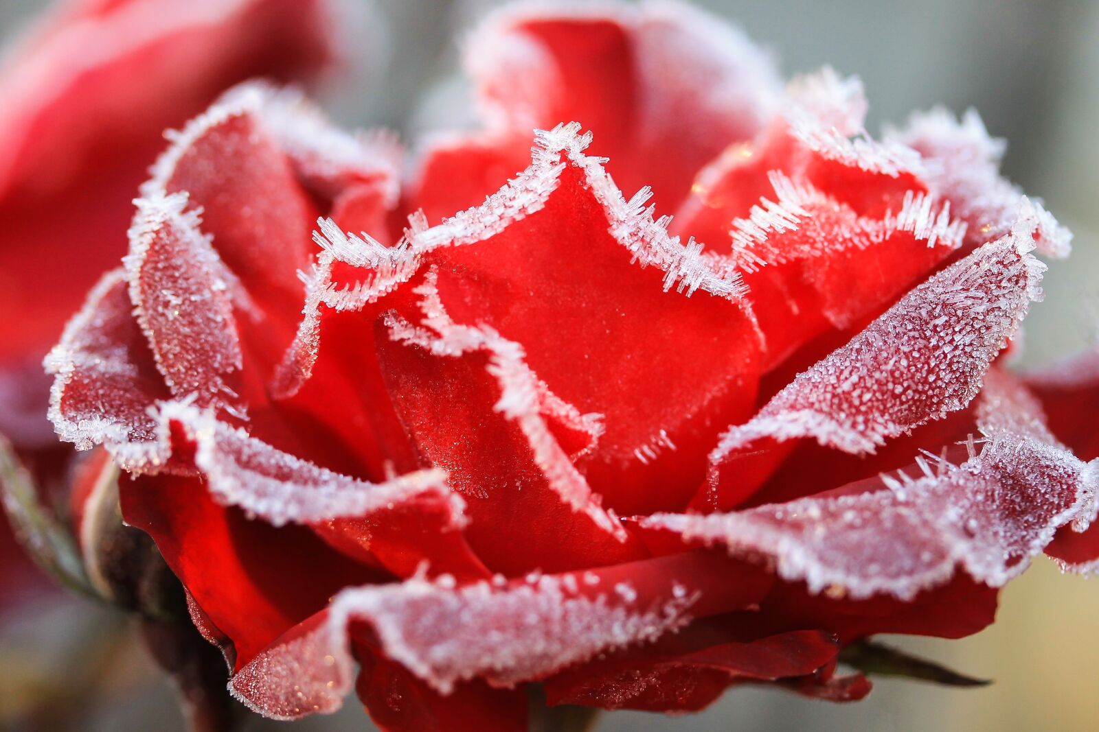 Canon EF-S 60mm F2.8 Macro USM sample photo. Rose, hoary, wintery photography
