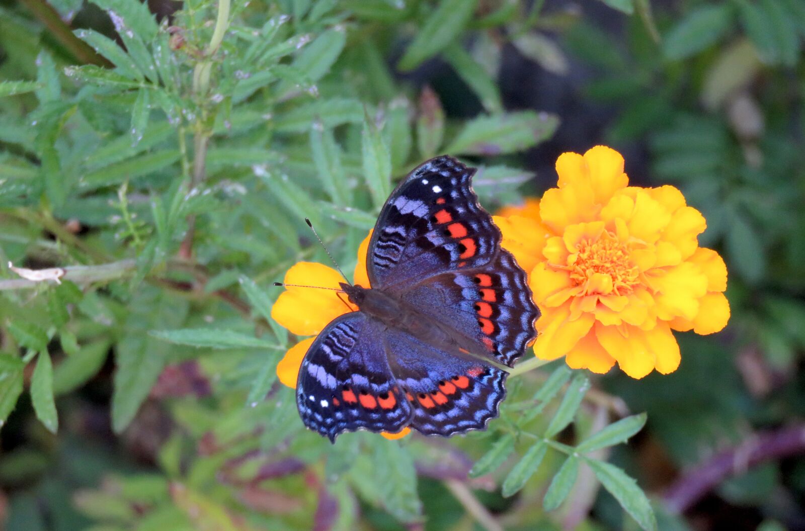 Canon PowerShot SX60 HS sample photo. Butterfly, insect, flying insect photography