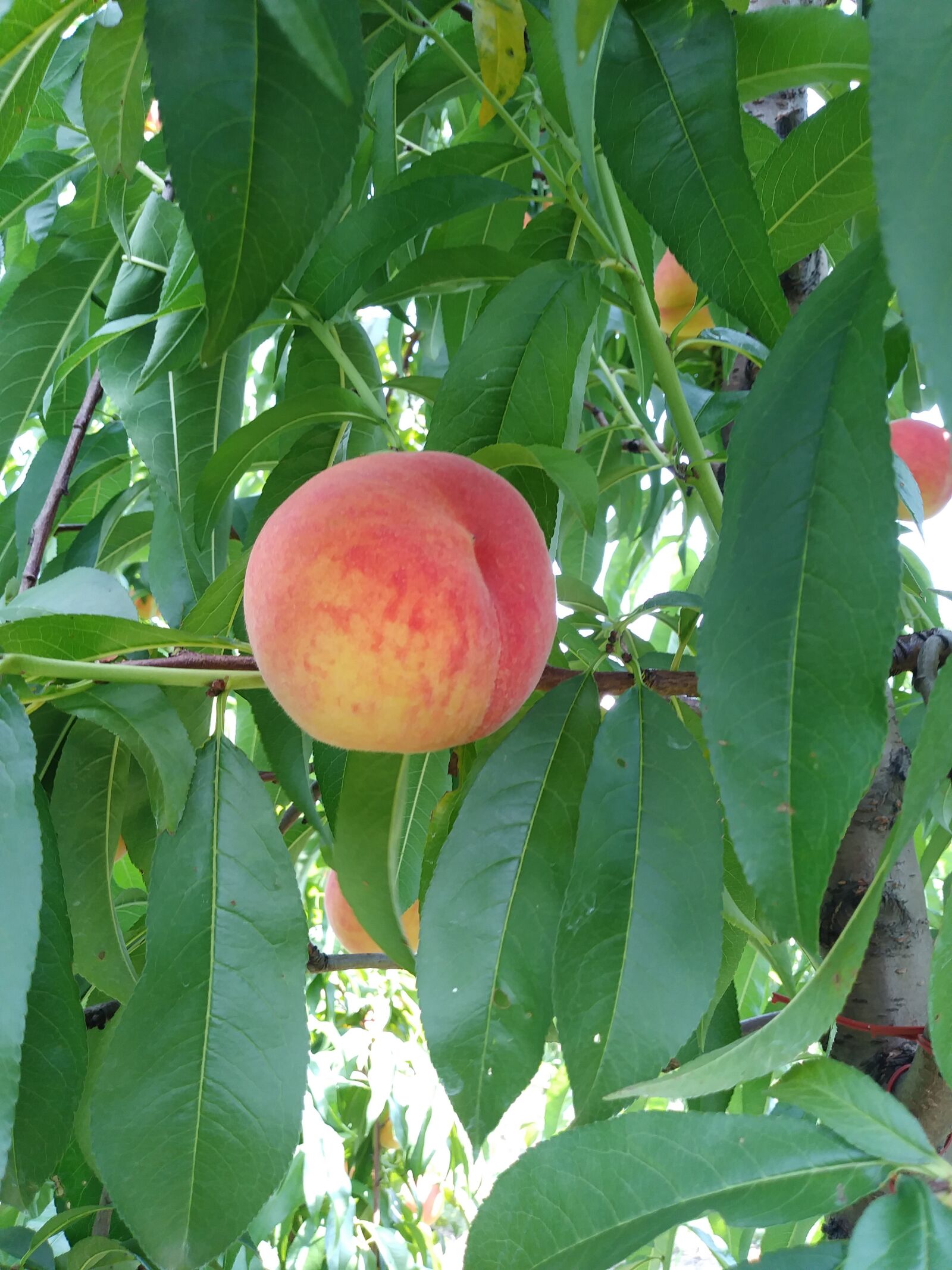 LG K20 PLUS sample photo. Peach, fruit, food photography