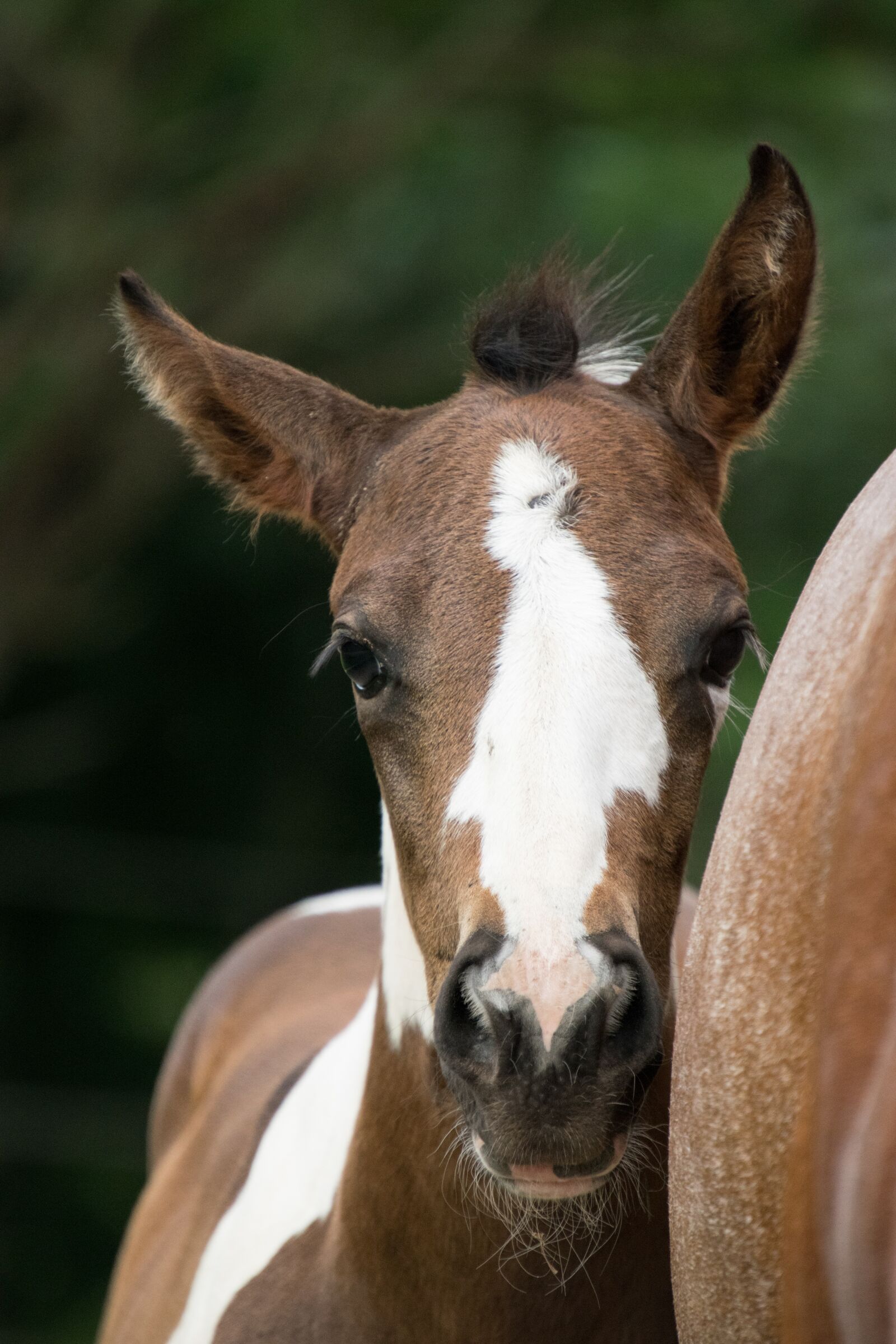 Nikon D3300 sample photo. Foal, horse, mare photography