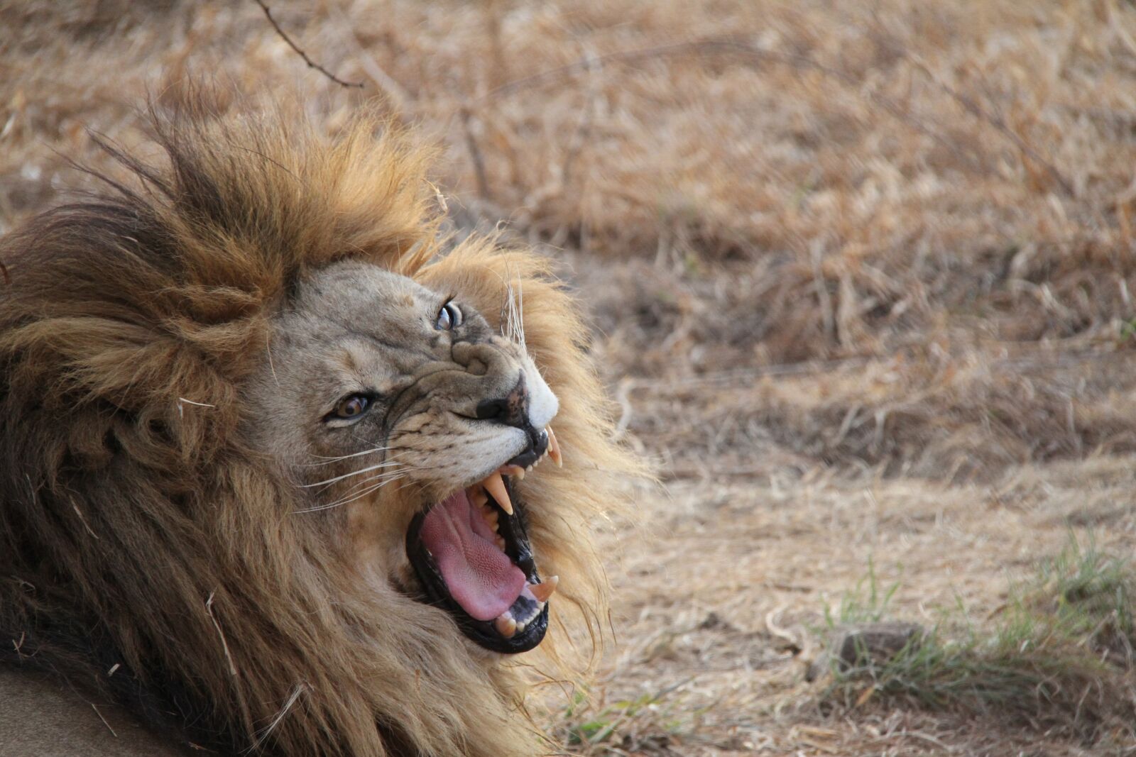 Canon EOS 7D sample photo. Lion, south africa, animal photography