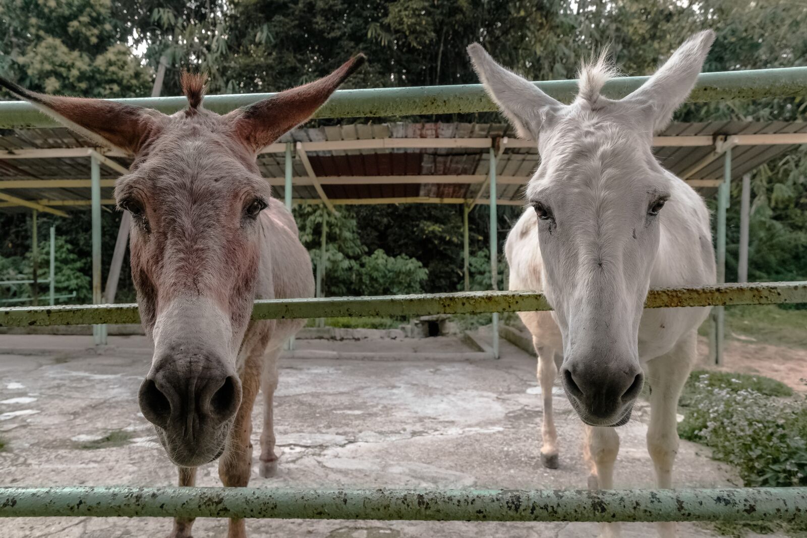Samsung NX1 sample photo. Animal, close-up, donkeys photography