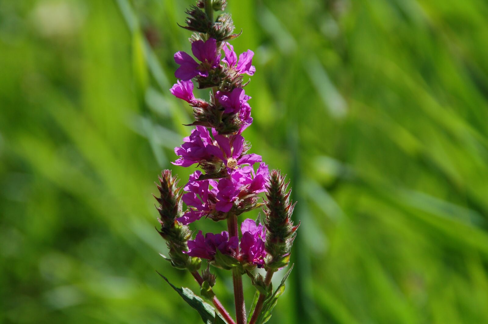 Nikon D50 sample photo. Weeds, plant, waterfront photography