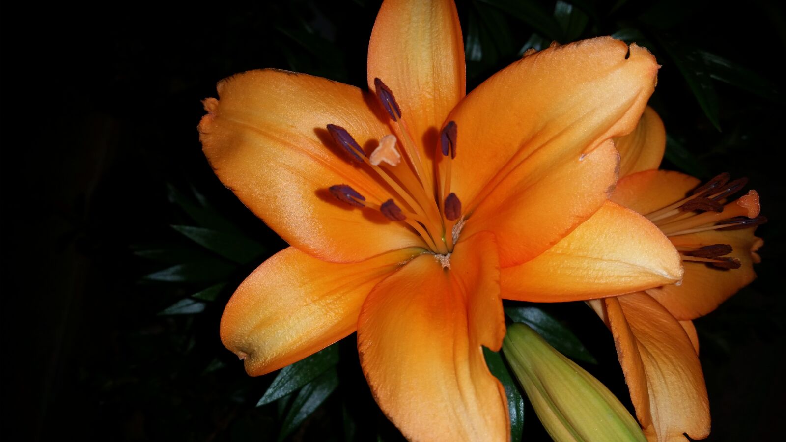 Samsung Galaxy S5 sample photo. Flower, night, nature photography