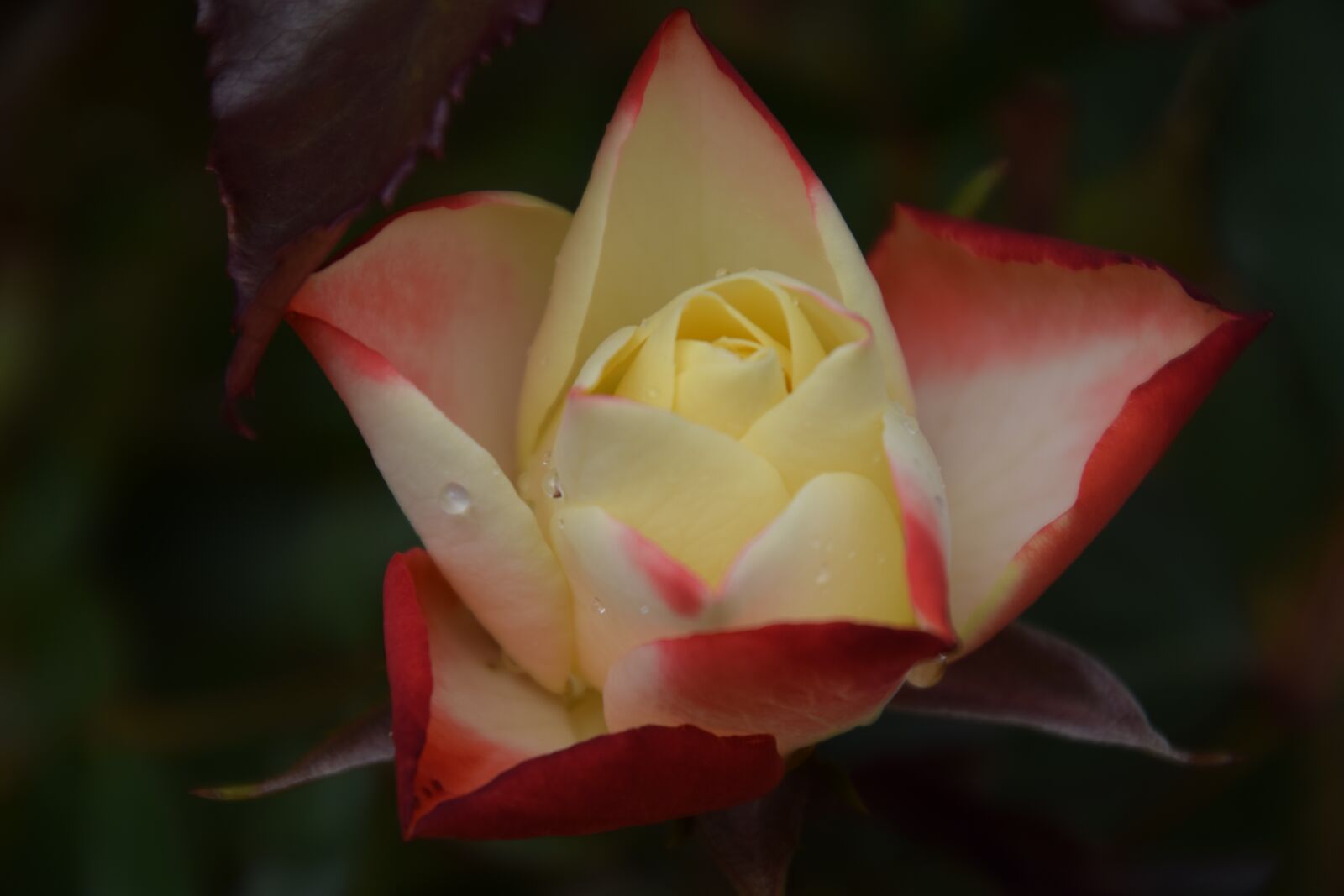 Nikon D5300 sample photo. Bicolor rose, origami, origami photography