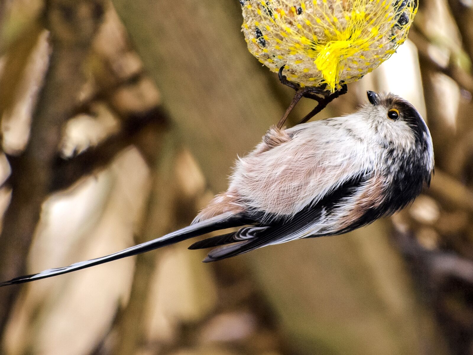 Olympus E-3 sample photo. Long tailed tit, tit photography