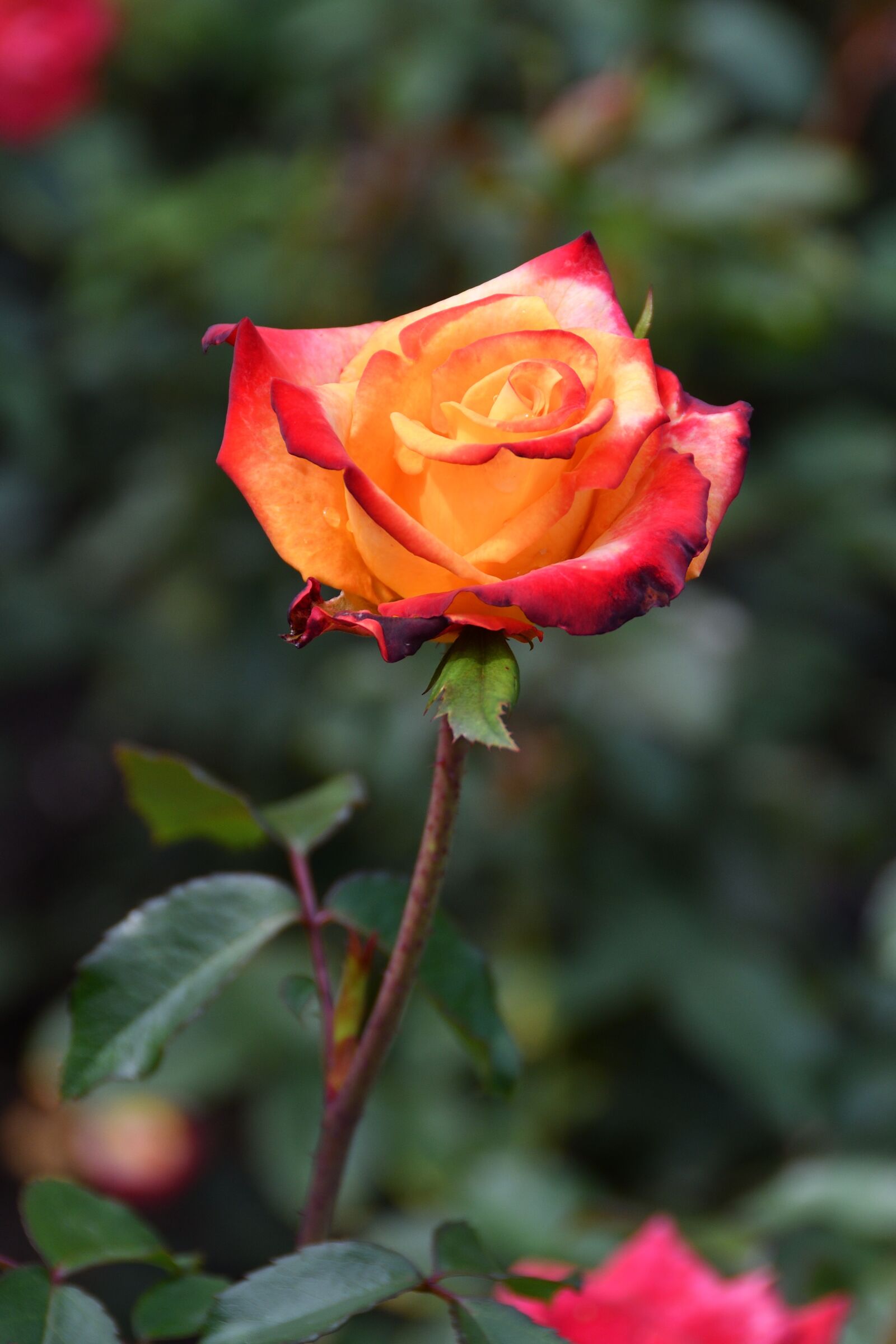 Nikon D500 sample photo. Rose, roses, flower photography