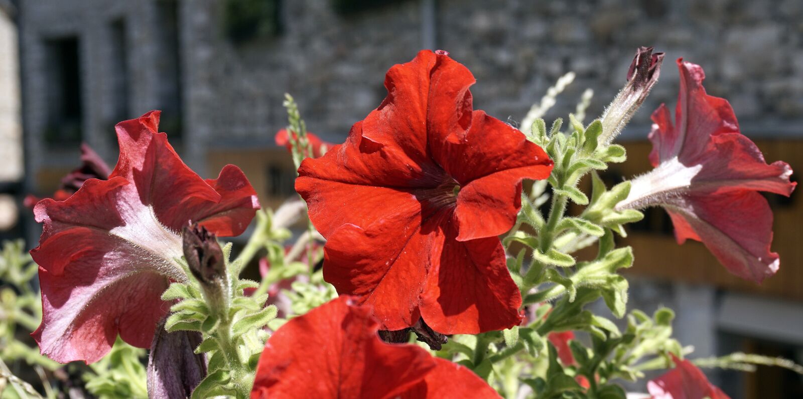 Sony a6000 sample photo. Flowers, red, nature photography