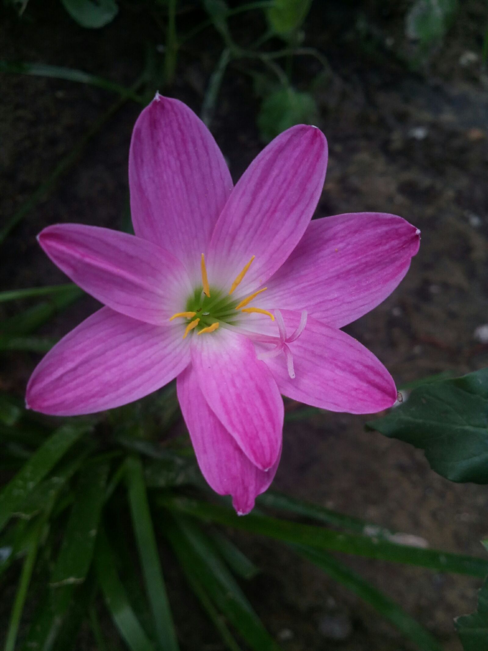Micromax Canvas A1 sample photo