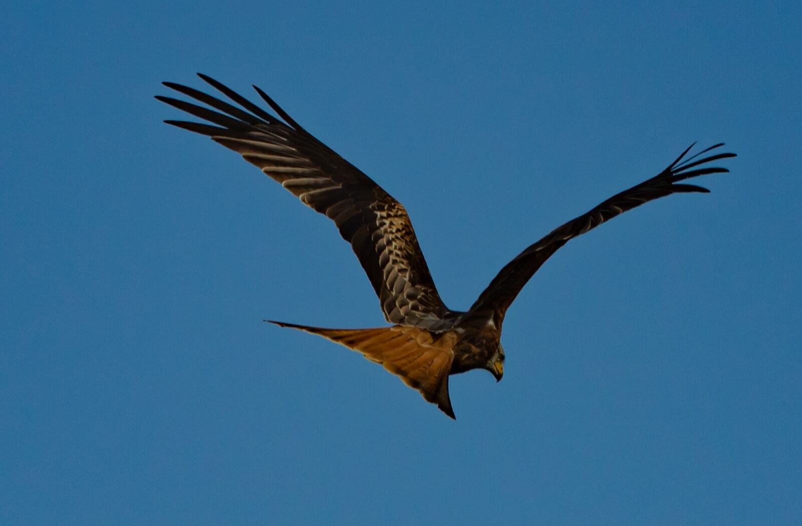 Canon EOS 7D Mark II + Canon EF 100-400mm F4.5-5.6L IS II USM sample photo. Red kite, flying, soaring photography