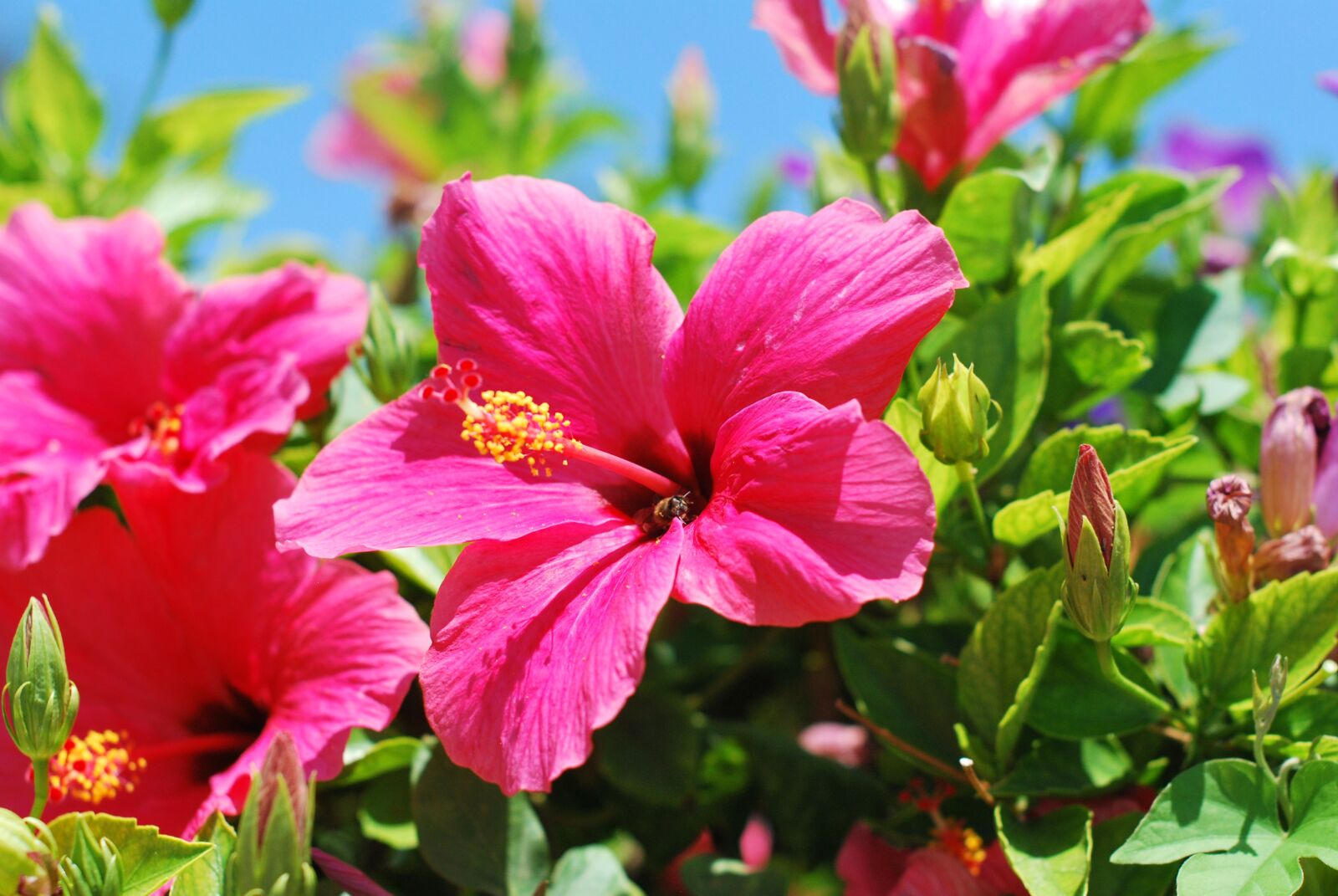 Nikon D60 sample photo. Flower, hibiscus, garden photography