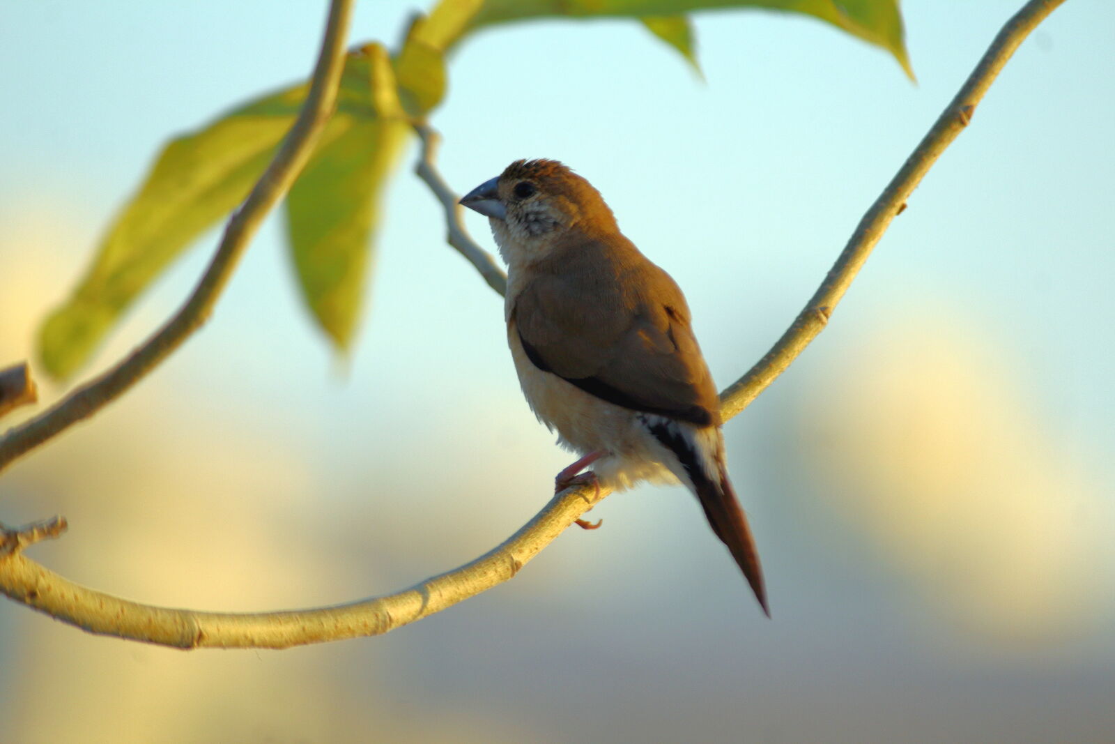 Canon EOS 1200D (EOS Rebel T5 / EOS Kiss X70) sample photo. Indian silverbill (white-throated munia) photography
