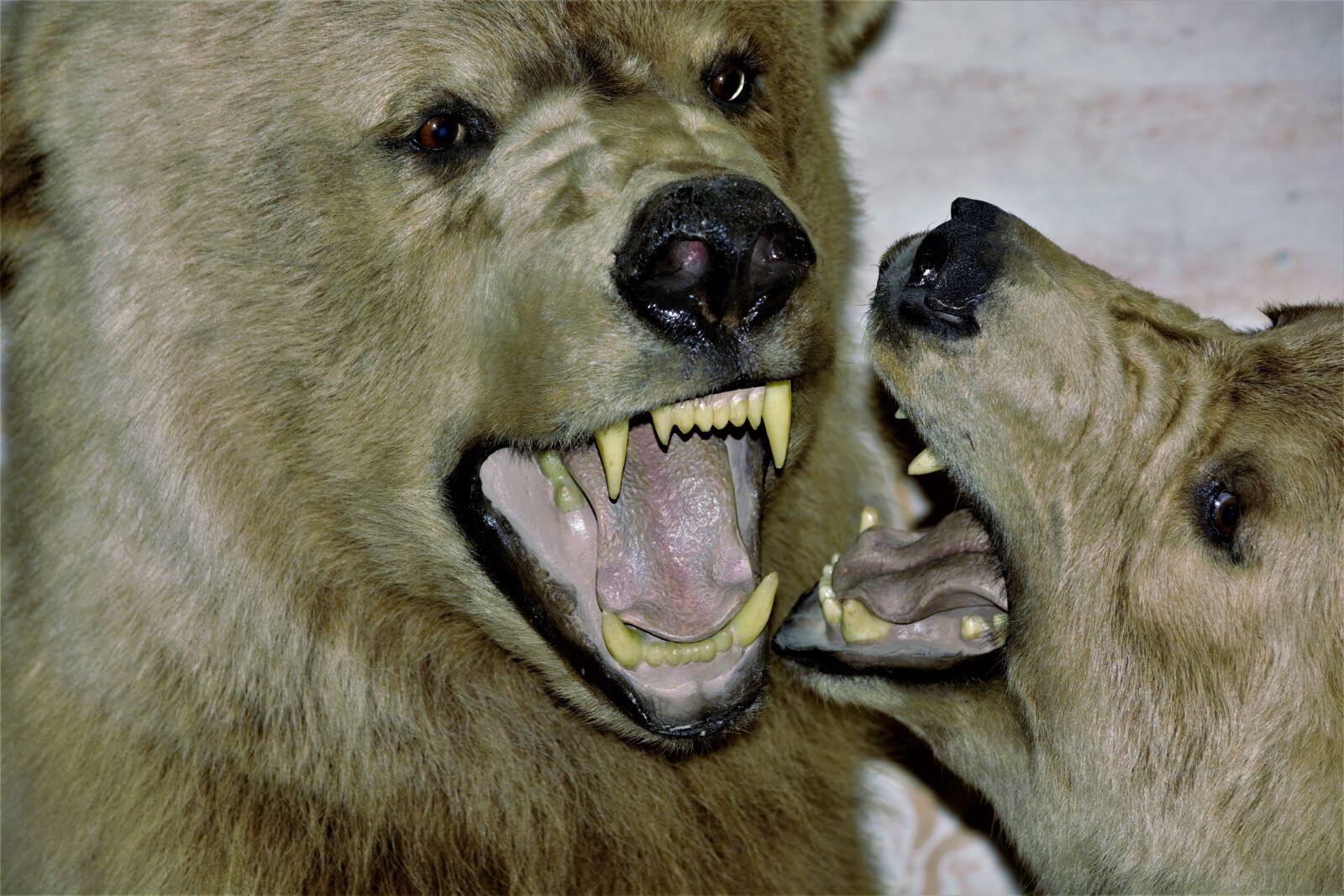 Nikon D7100 sample photo. Polar, grizzly bears, fighting photography