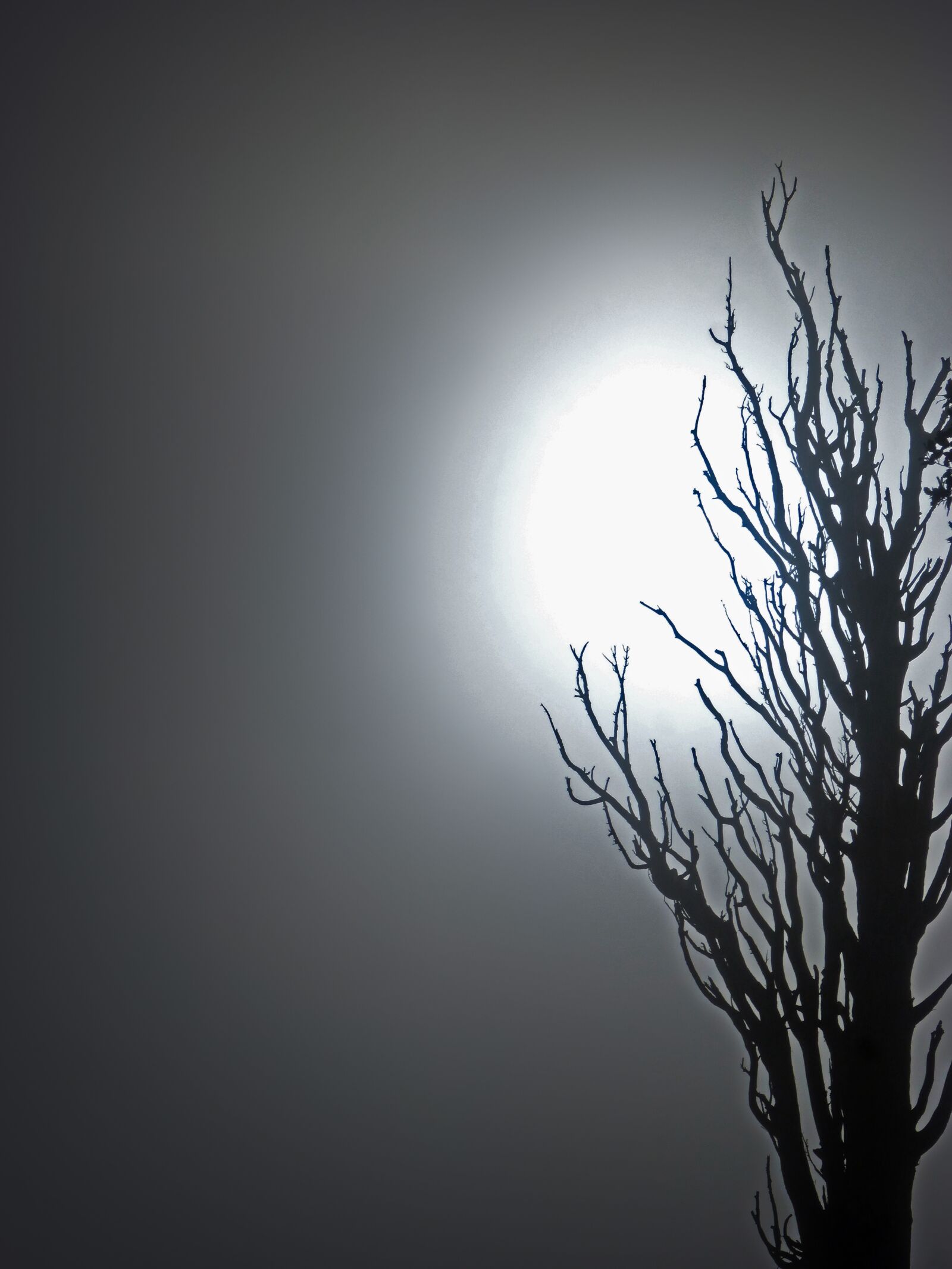 Panasonic DMC-FZ62 sample photo. Dead tree, fog, mystery photography