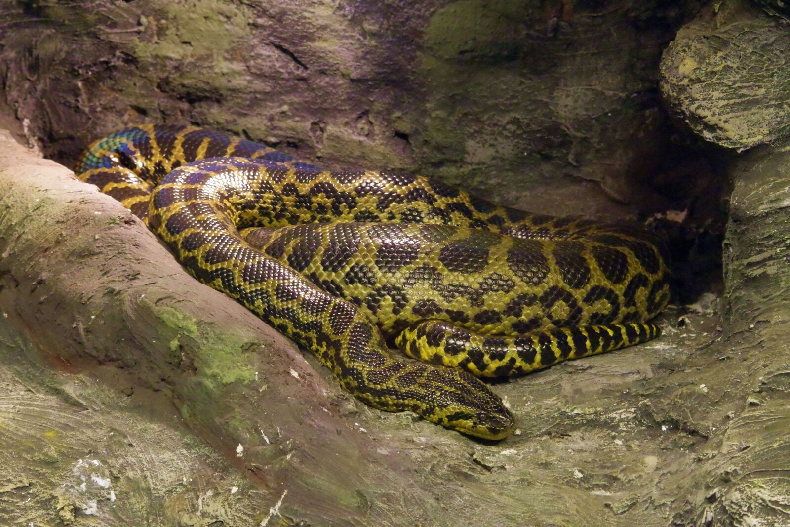 Pentax K-S2 sample photo. Python, snake, colorful photography