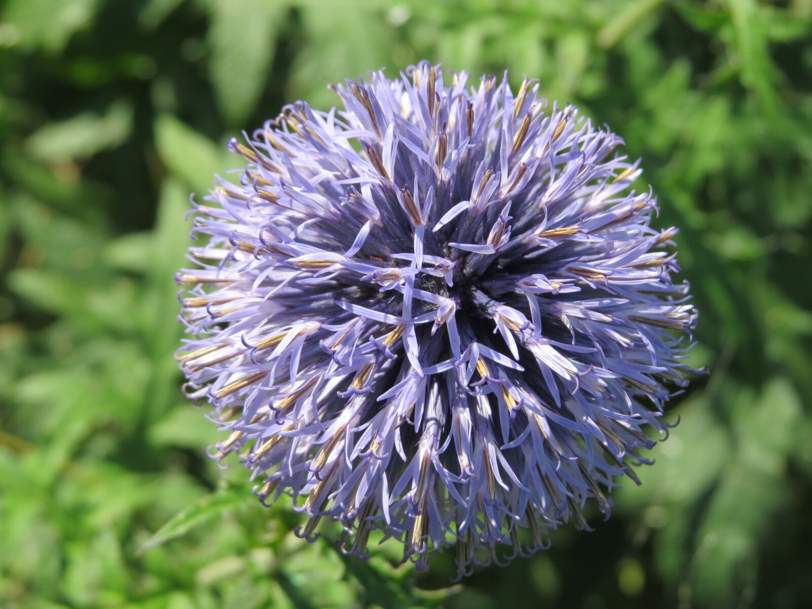 Canon PowerShot SX50 HS sample photo. Flower, chives, purple photography