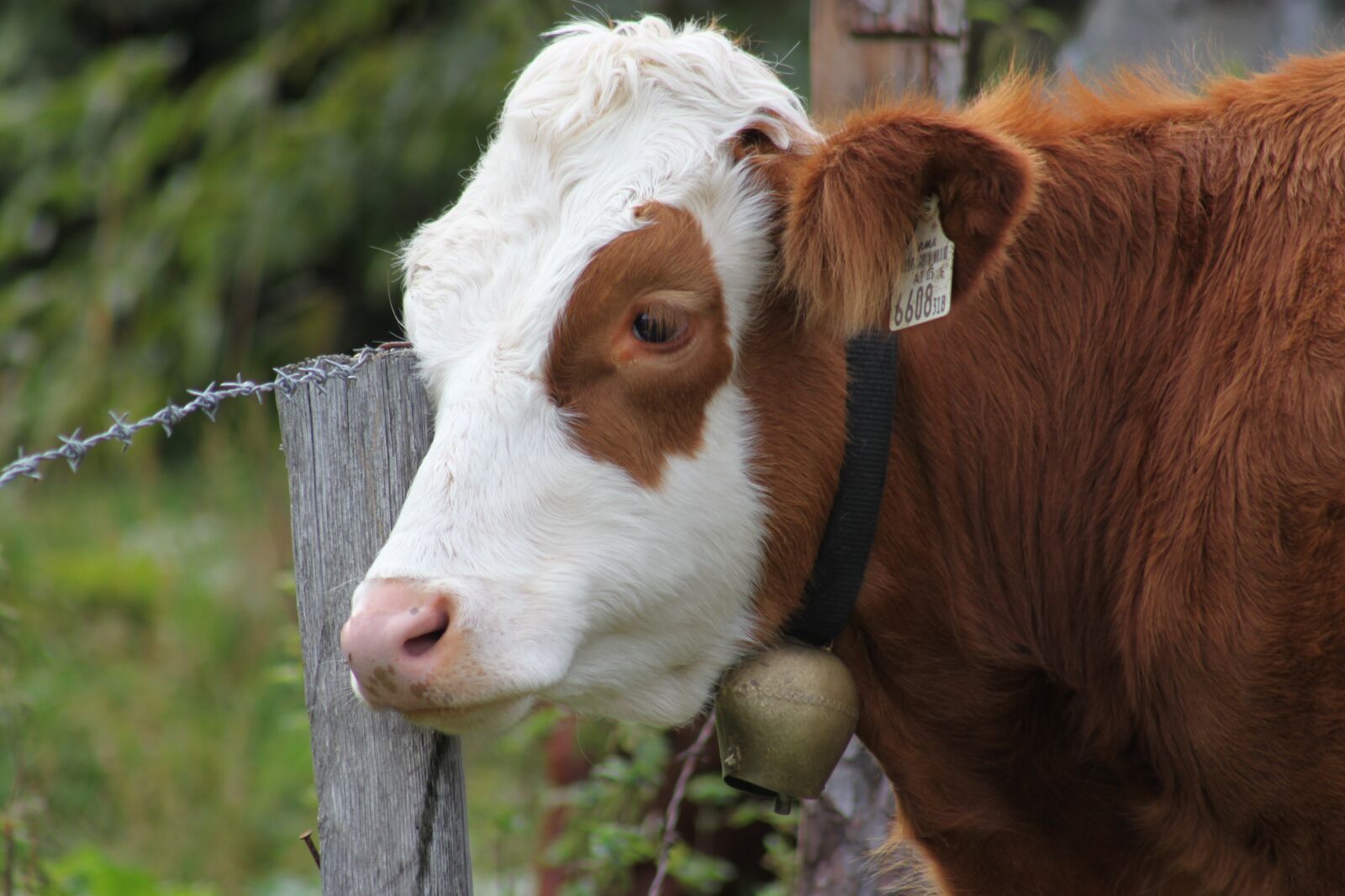 Canon EOS 500D (EOS Rebel T1i / EOS Kiss X3) sample photo. Cow, alm, milk cow photography