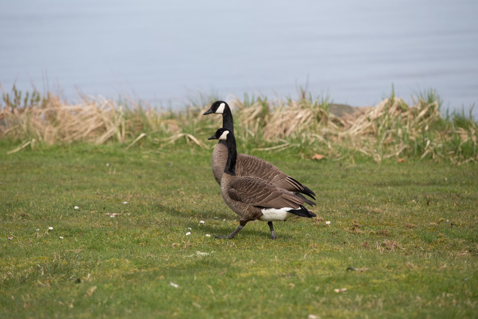 Canon EF 70-200mm F2.8L IS II USM sample photo. Canada geese, bird, nature photography