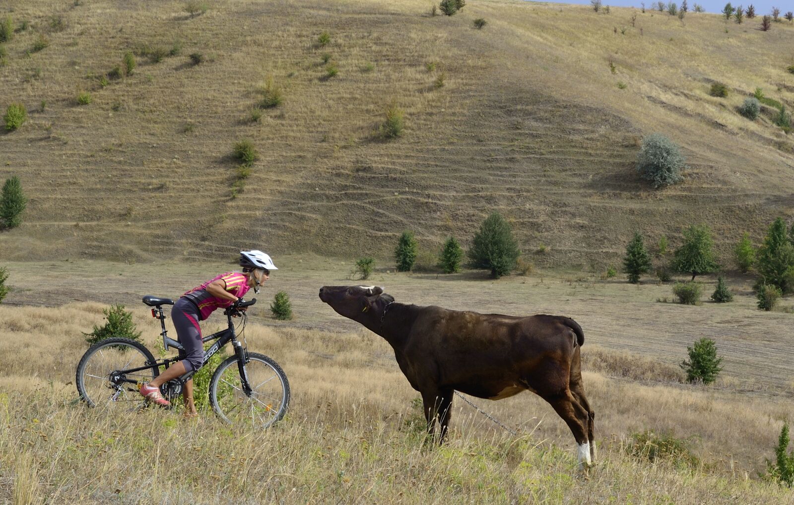 Nikon D3100 sample photo. Cyclist, ukraine, bull photography