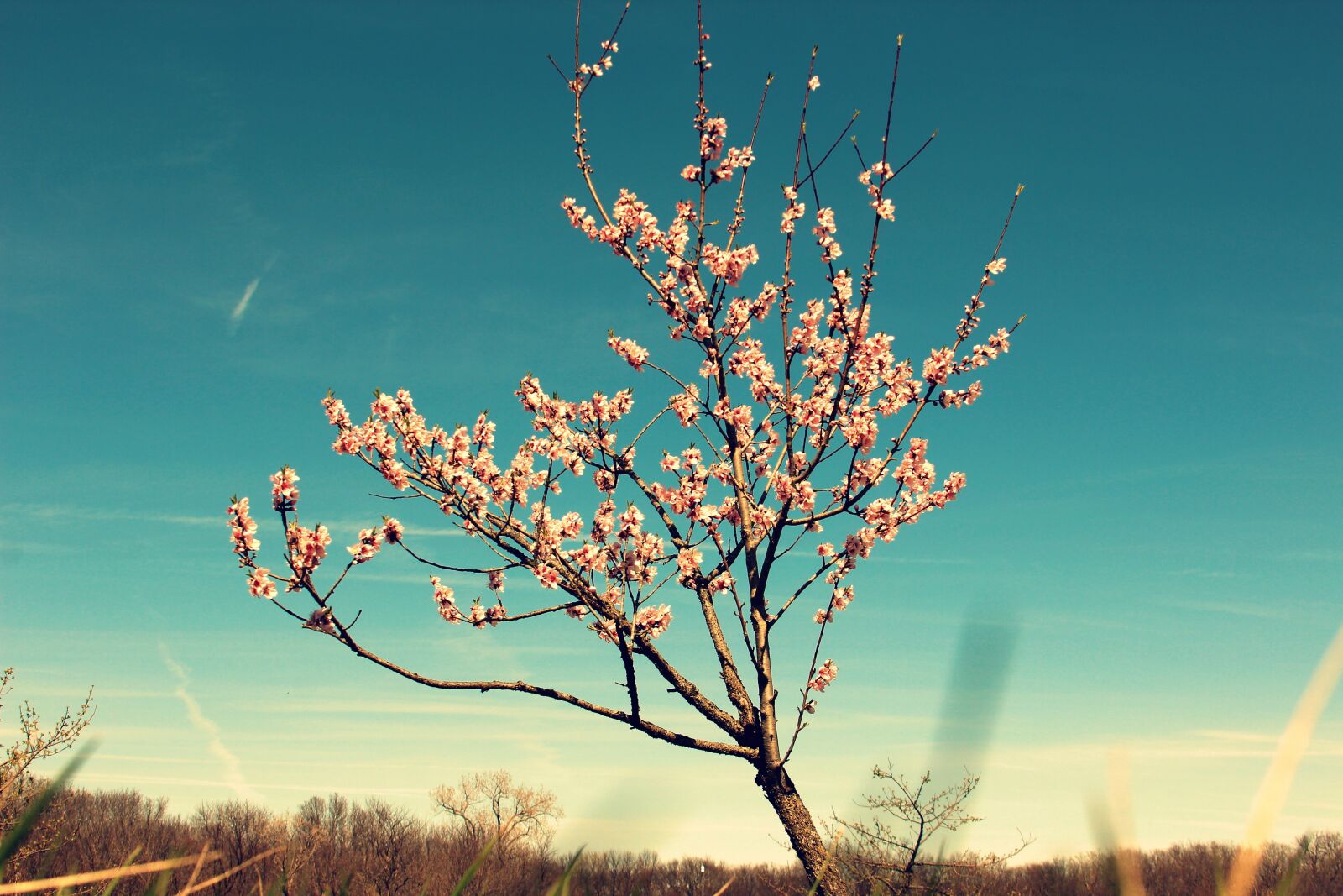 Canon EF 28-135mm F3.5-5.6 IS USM sample photo. Tree, blossom, buds photography