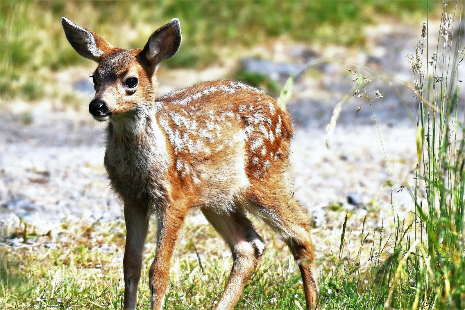 Nikon D500 sample photo. Mule deer, kitz, stains photography