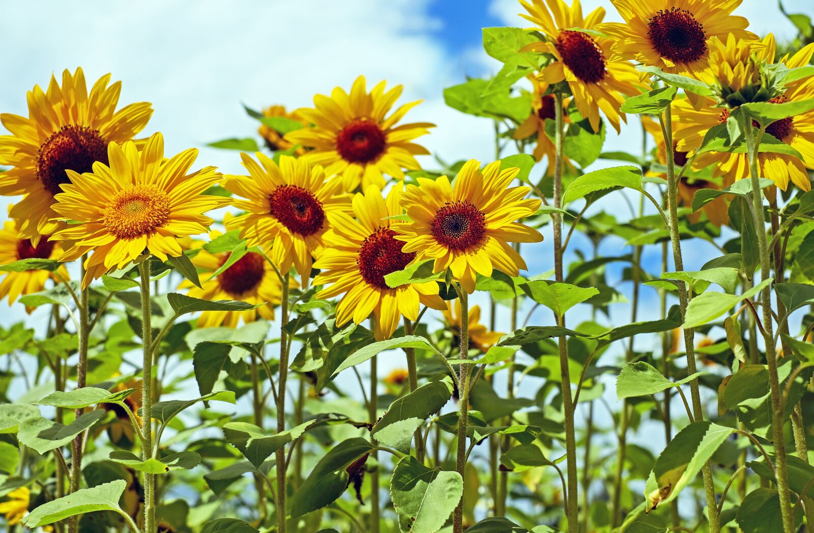 Fujifilm X-T10 + Fujifilm XF 35mm F1.4 R sample photo. Sunflower, flowers, bloom photography
