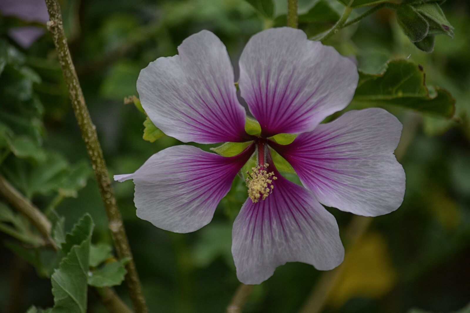 Nikon D5200 sample photo. Botanique, fleur, flore, ibiscus photography