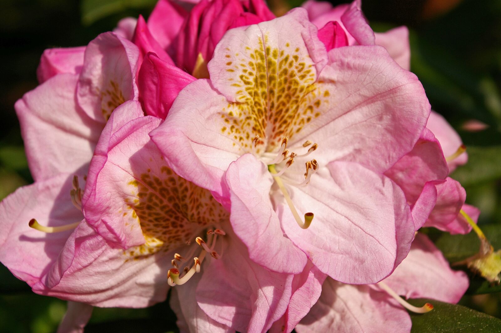 Pentax *ist DL2 sample photo. Rhododendron, garden, blossom photography