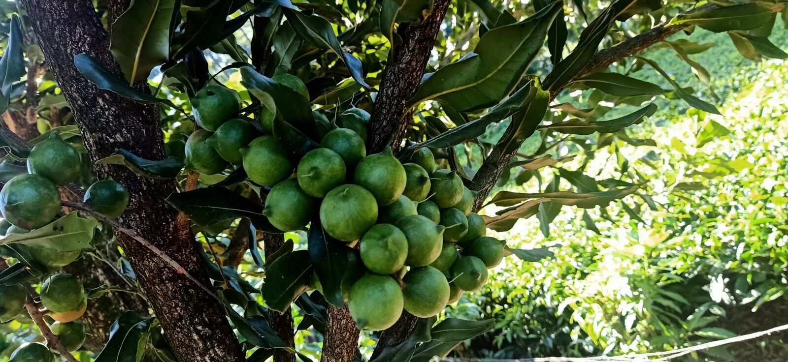 OPPO F11 sample photo. Macadamia, growing, kenya photography