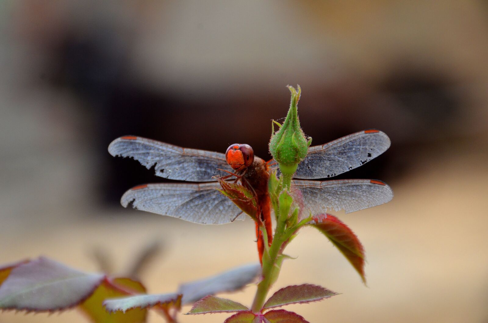 Nikon D7000 sample photo. Dragonfly, flower, nature photography