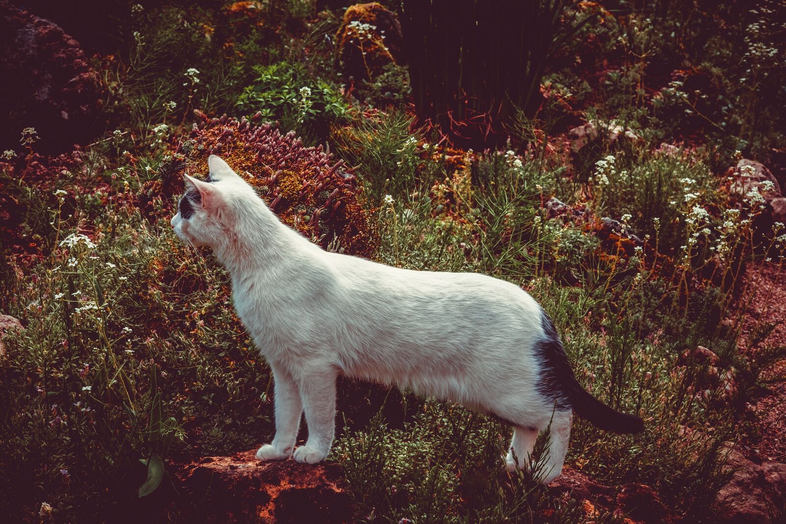 Fujifilm XF 55-200mm F3.5-4.8 R LM OIS sample photo. Cat, animal, predator photography