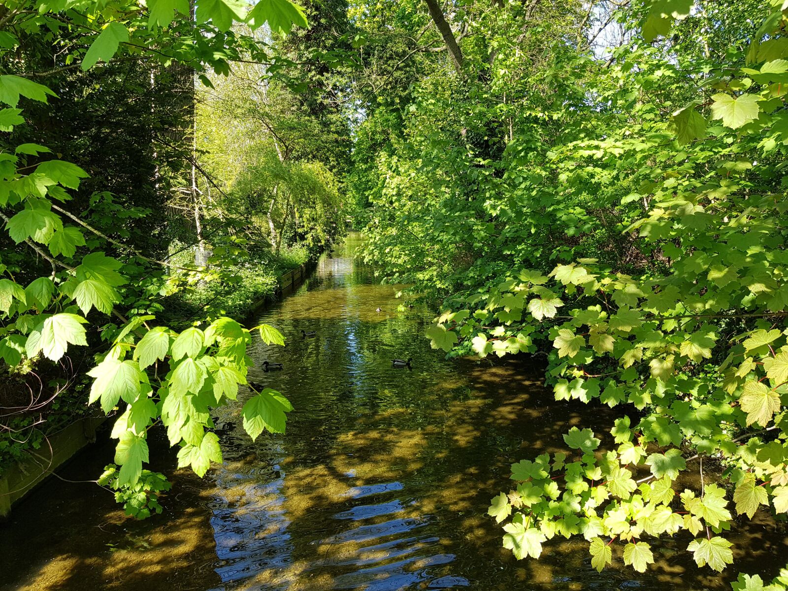 Samsung Galaxy S8 sample photo. River, countryside, trees photography