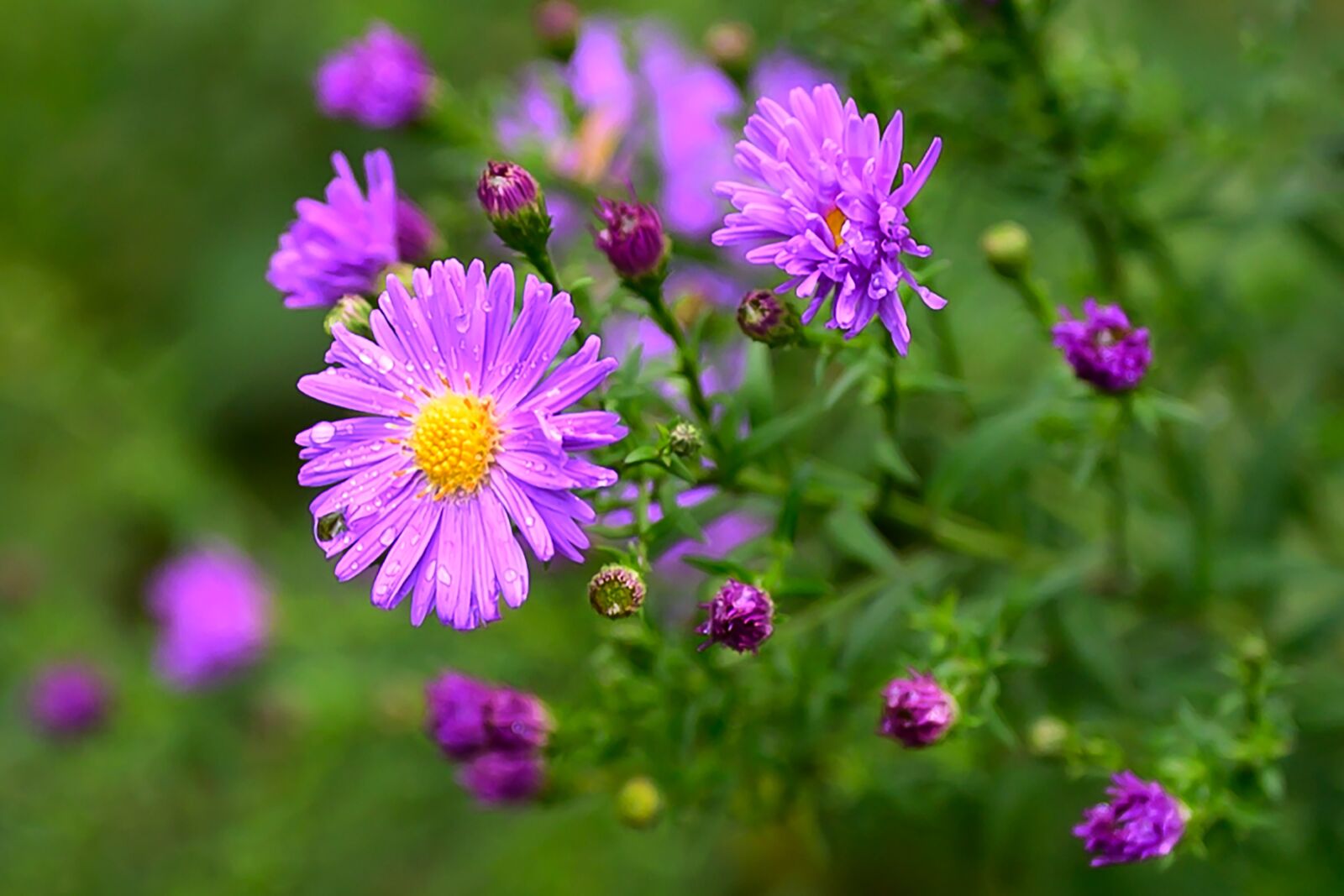 Nikon Nikkor Z 50mm F1.8 S sample photo. Flower power, flower, flower photography
