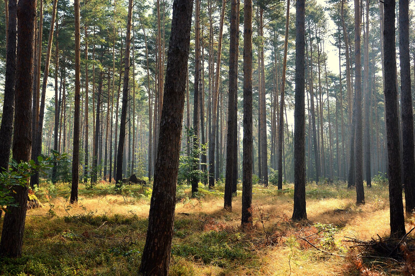 Nikon D3200 sample photo. Forest, trees, sunrise photography