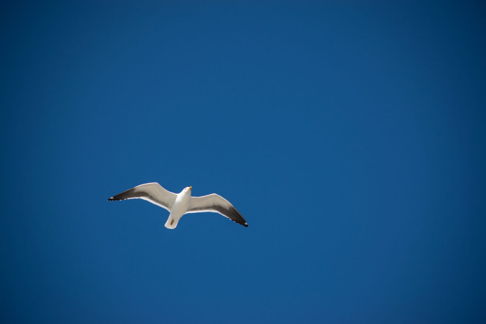 Nikon D3300 sample photo. Flight, freedom, sky photography