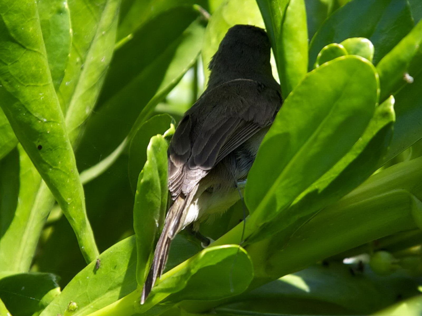 Canon EOS 5D Mark II sample photo. Small, bird, big, green photography