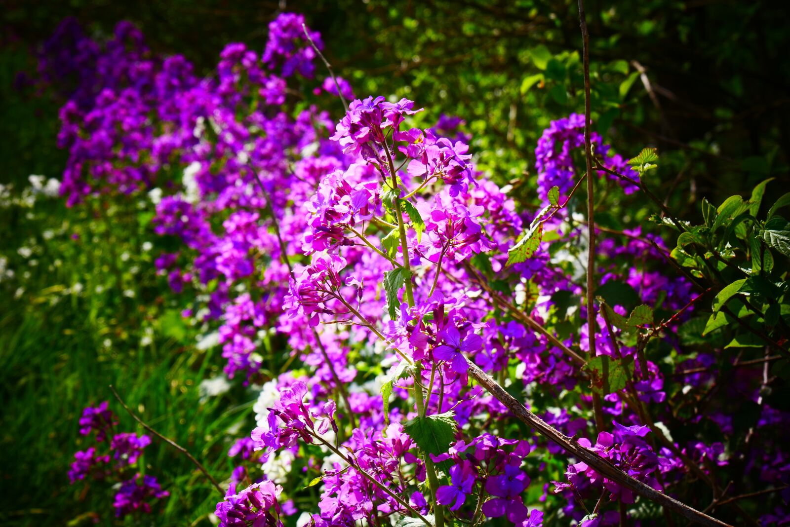 Panasonic Lumix DMC-G85 (Lumix DMC-G80) sample photo. Purple, nature, leaves photography