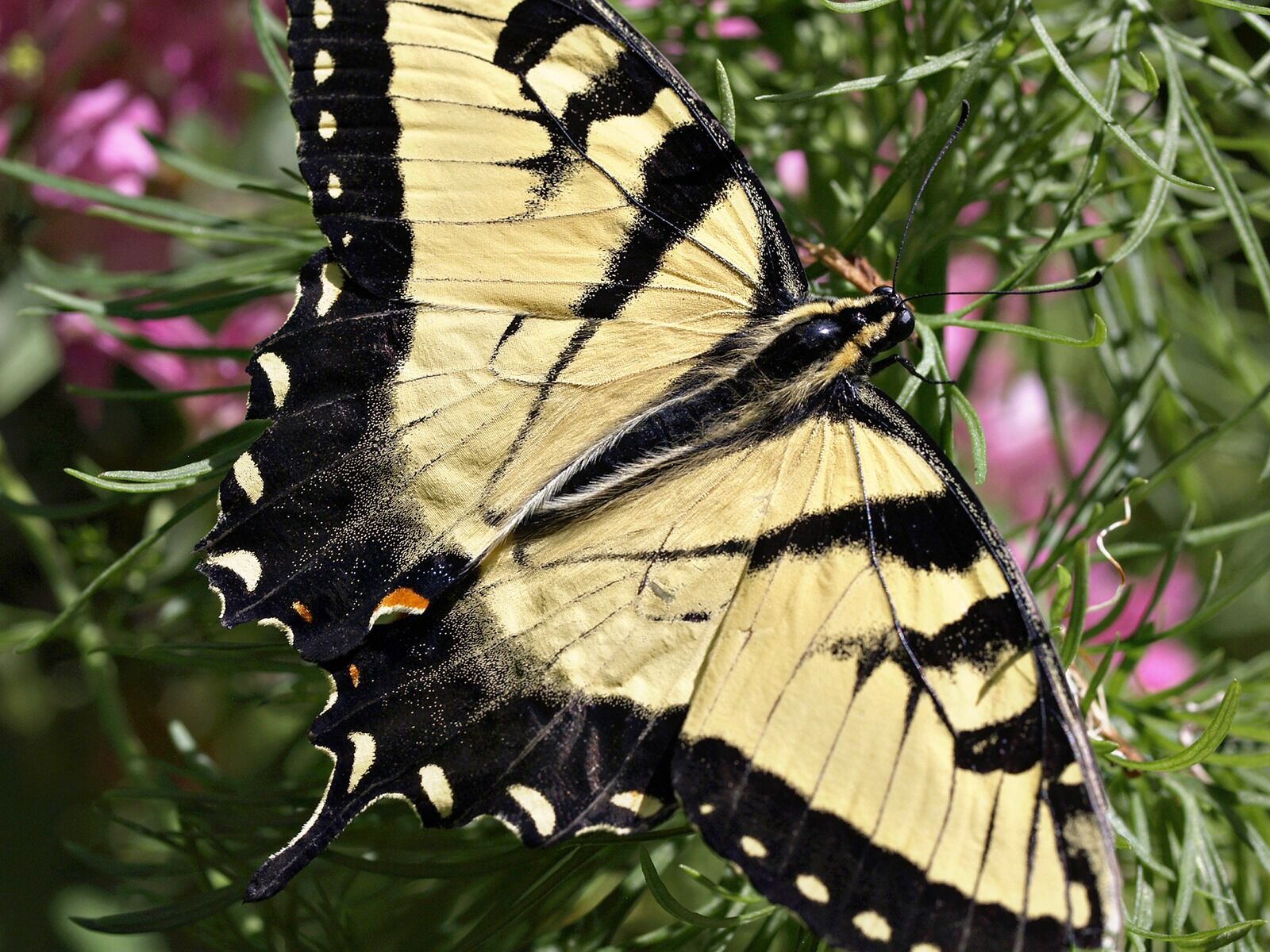 Olympus E-330 (EVOLT E-330) sample photo. Butterfly, insect, yellow photography