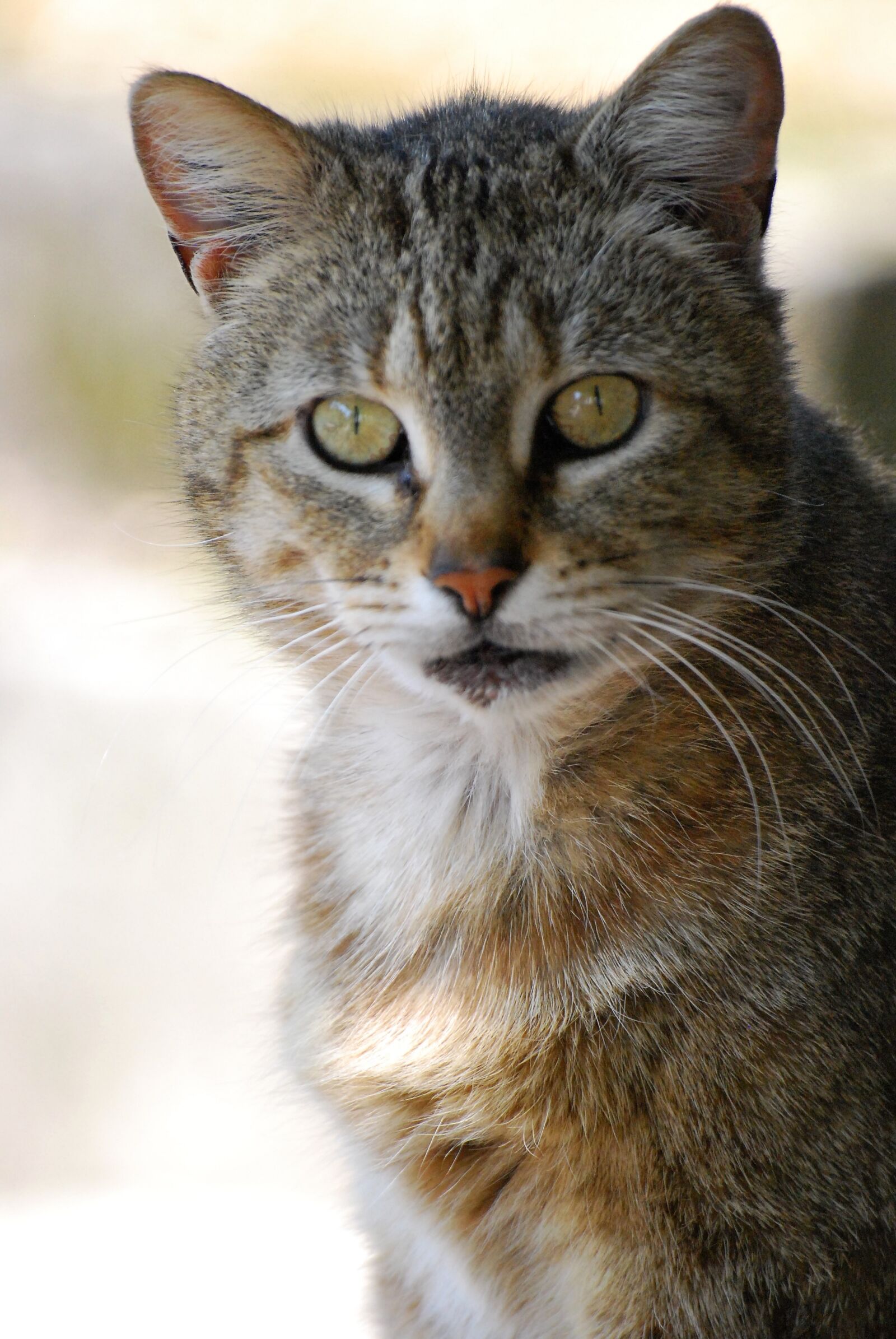 Nikon D60 sample photo. Cat, animal, pet photography