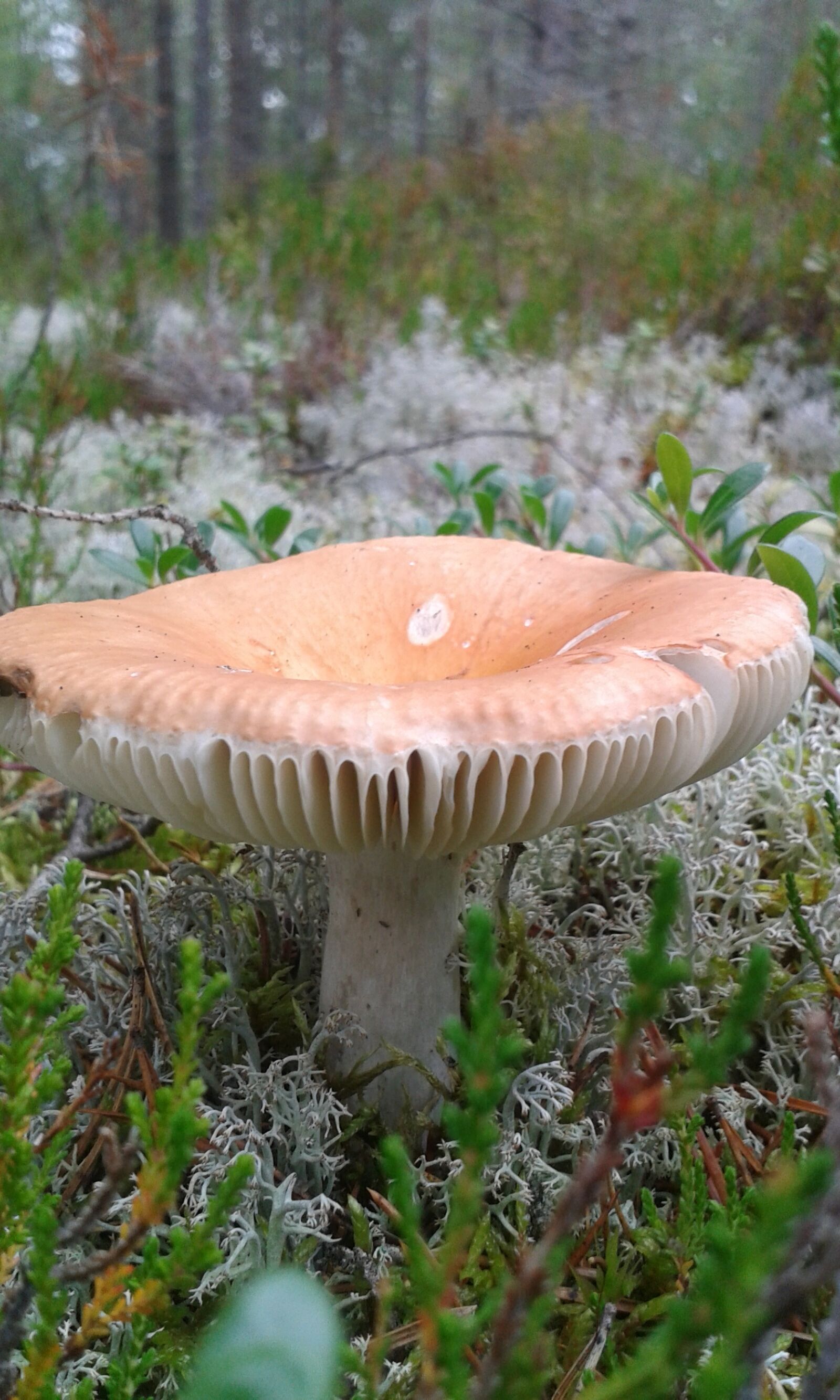 Samsung Galaxy Trend Plus sample photo. Mushroom, in the woods photography