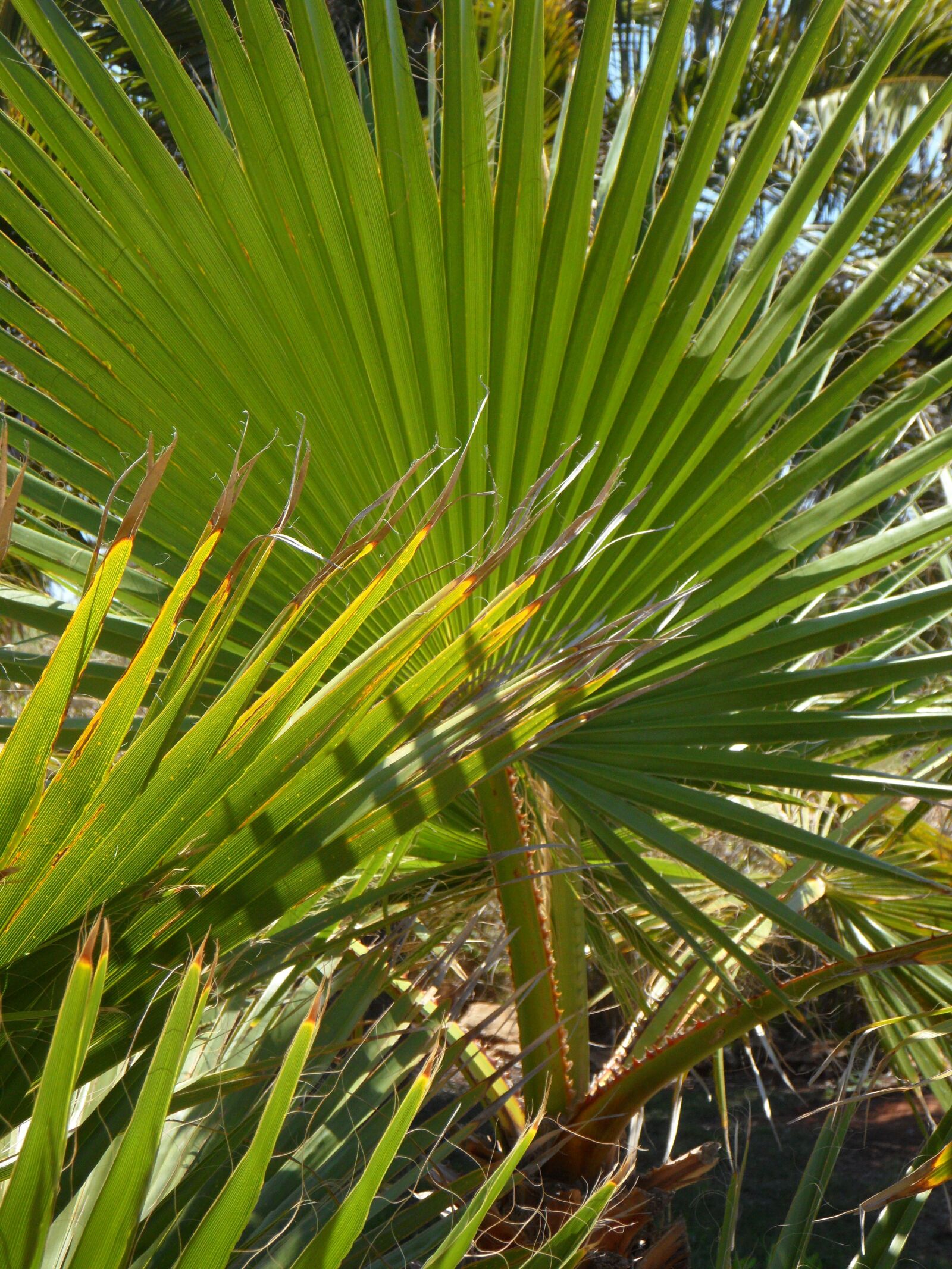 Samsung VLUU WB210, SAMSUNG WB210 sample photo. Fan palm, palm, palm photography