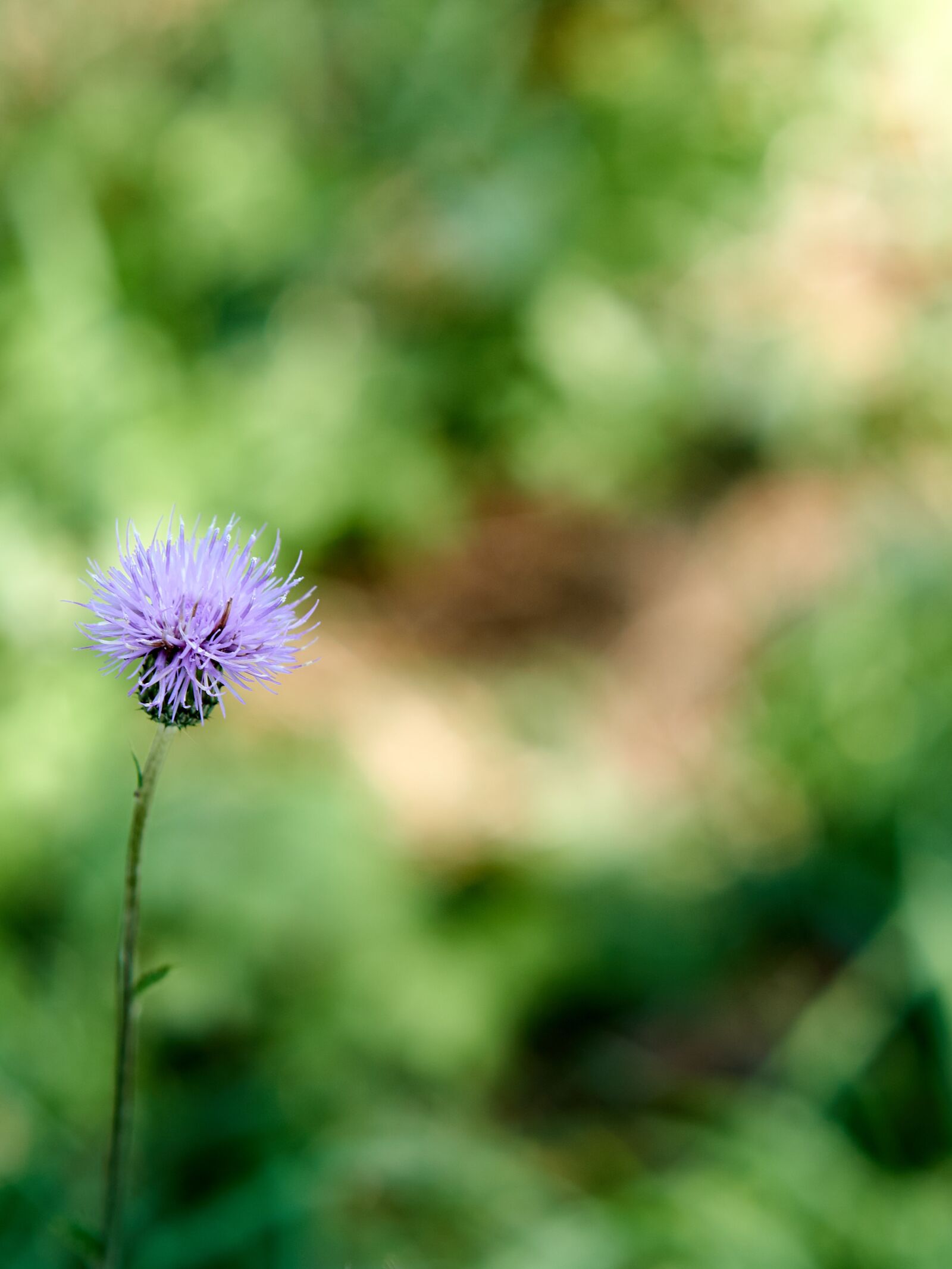 Sony a6000 sample photo. Flower, green, nature photography