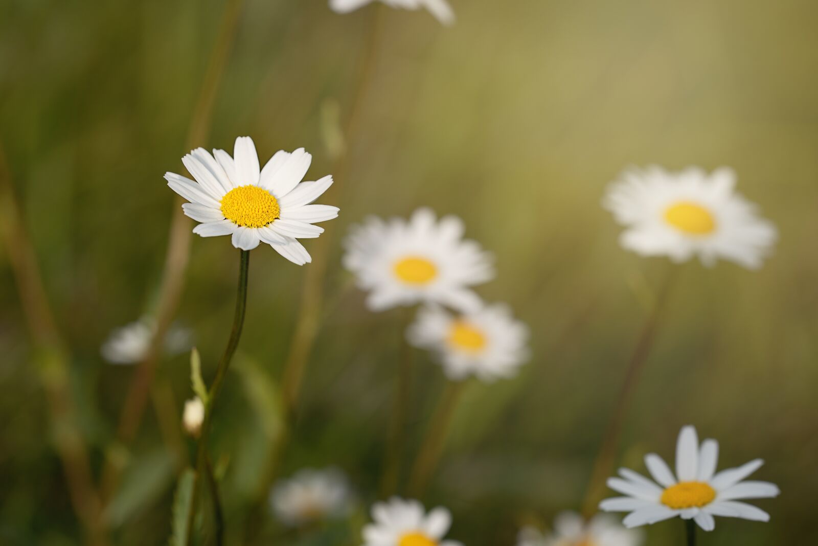 Nikon D750 sample photo. Flowers, wildflowers, marguerite photography