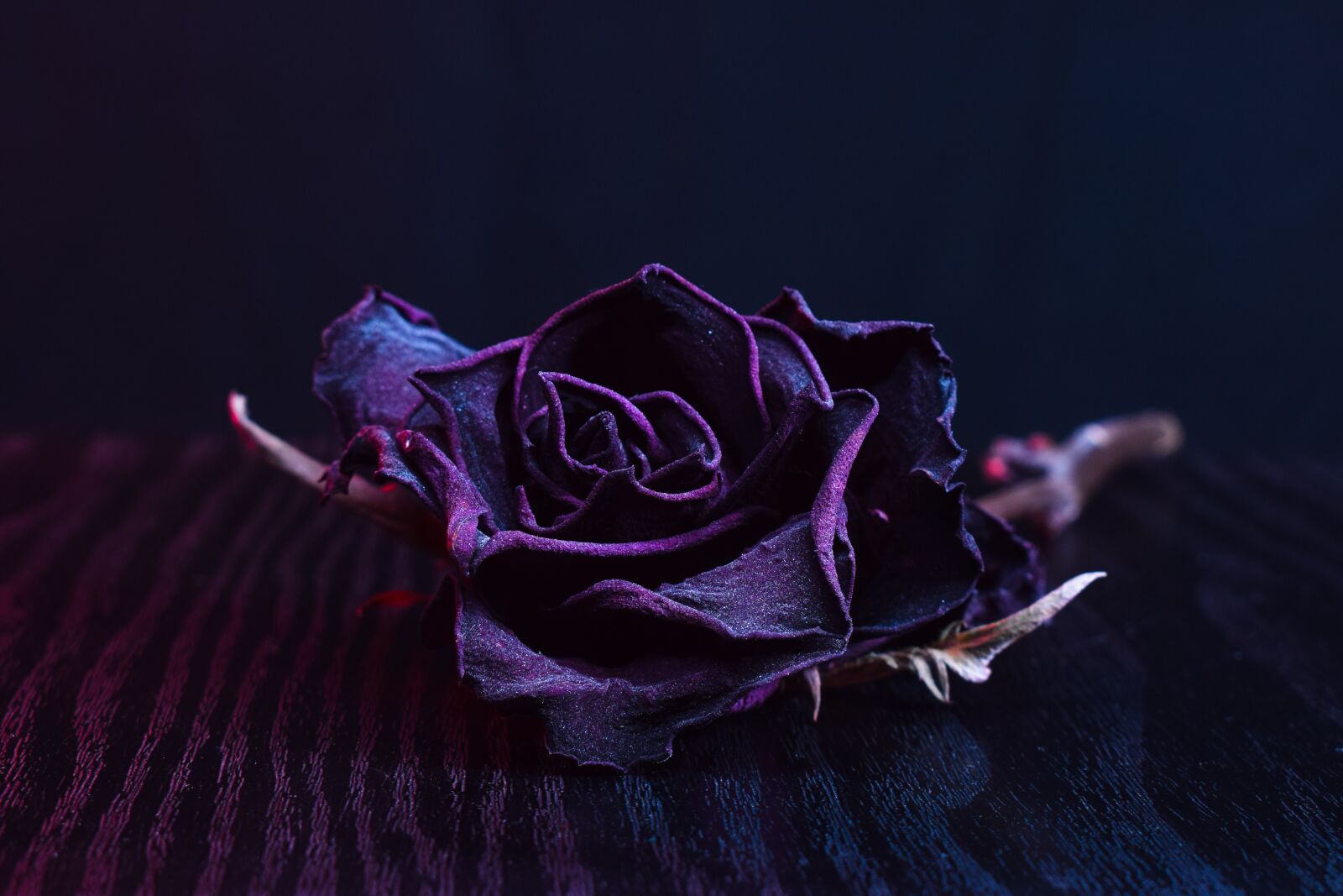 Nikon D3300 sample photo. Rose, black, flower photography
